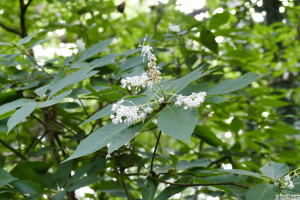 Clethra alnifolia September Beaurt       